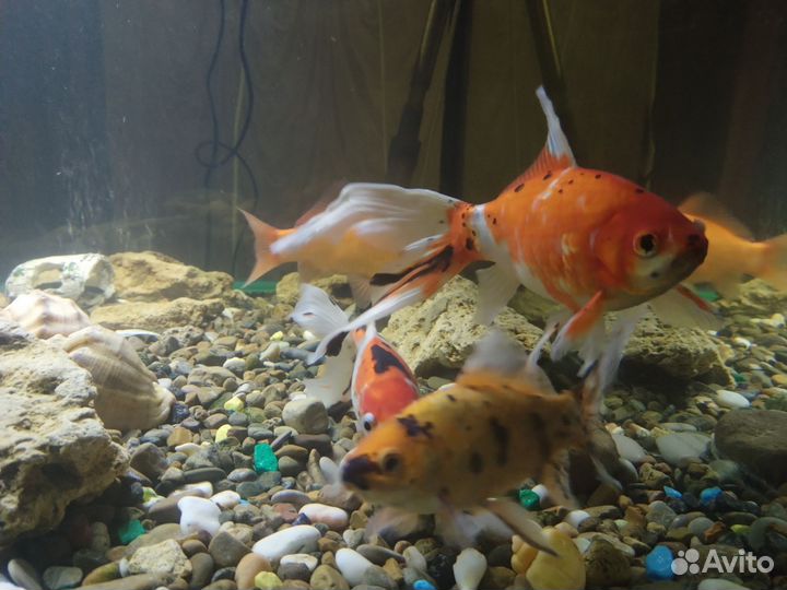 Аквариум с рыбками, с внешним фильтром