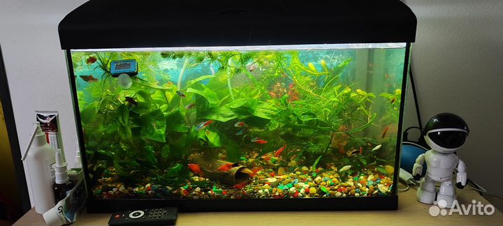 Аквариум с рыбками и растениями
