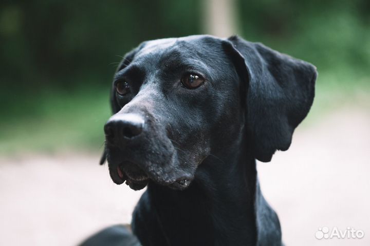 Метис пойнтера Лора в добрые руки