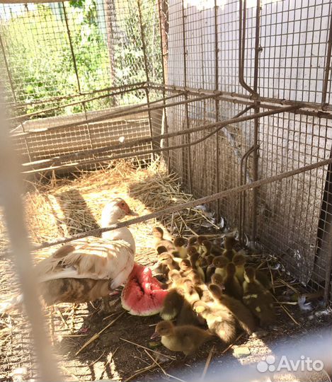 Утята индоутки