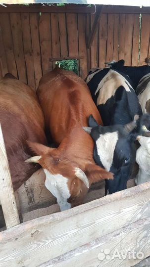 Телка 1.5 года
