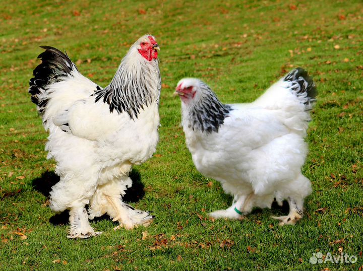 Ощипывание птицы