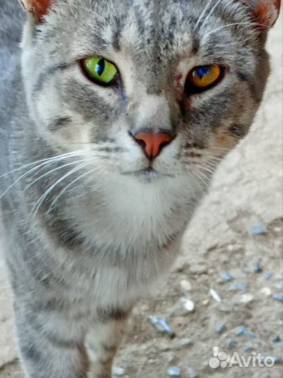 Европейская