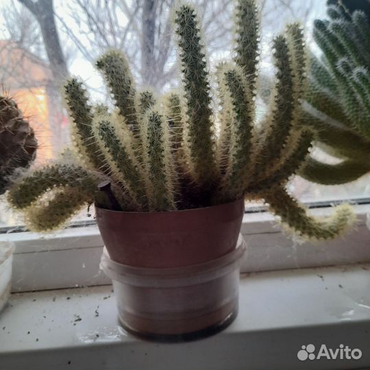 Кактус различные