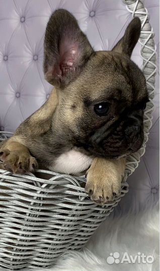 Девочка французский бульдог