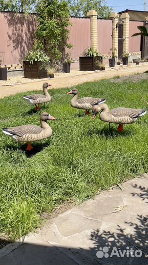 Чучела гусей поле- вода