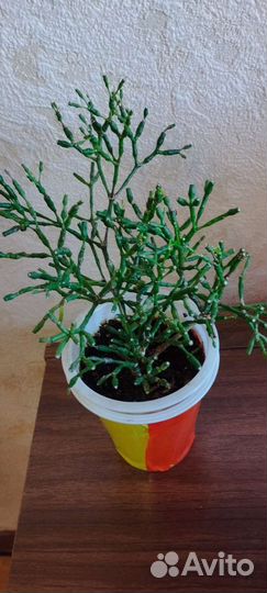 Комнатные растения цветы