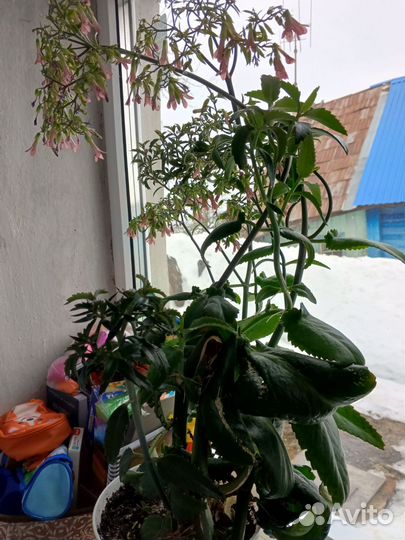 Каланхоэ лечебное продам