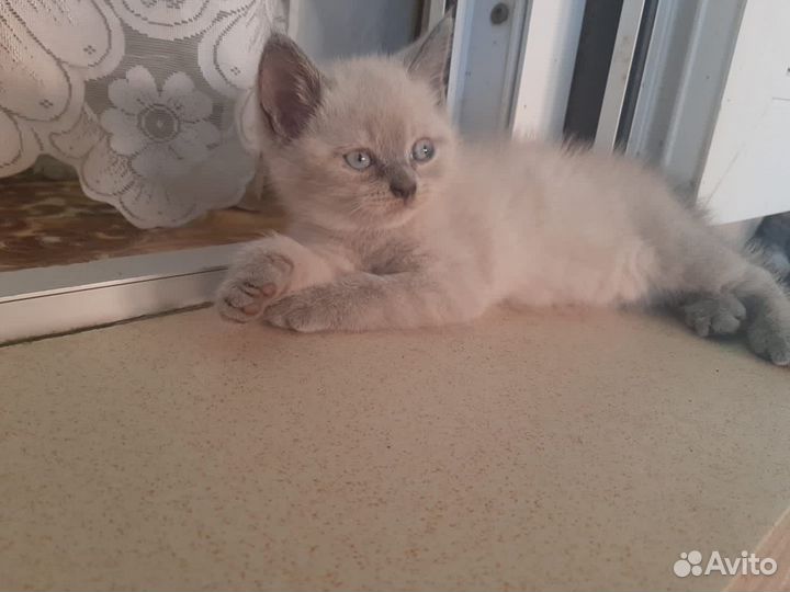 Британские котята