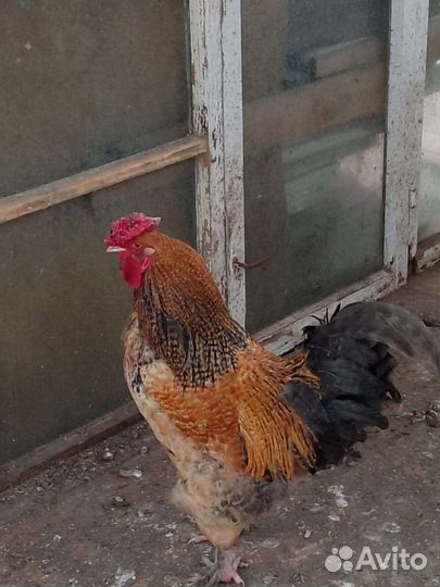Куры петухи