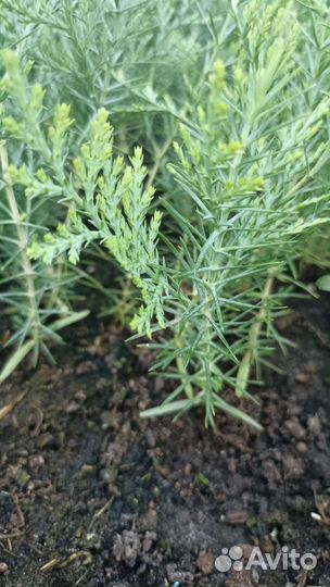 Туя Восточная