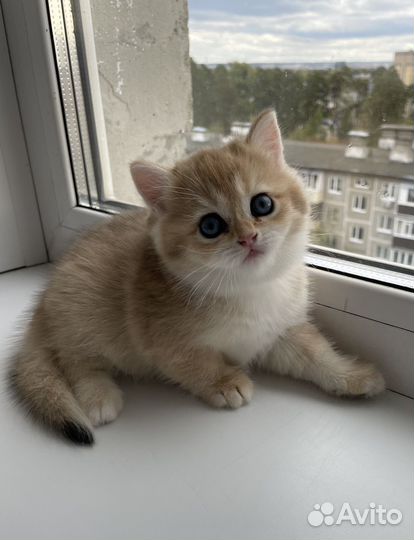 Британская кошка