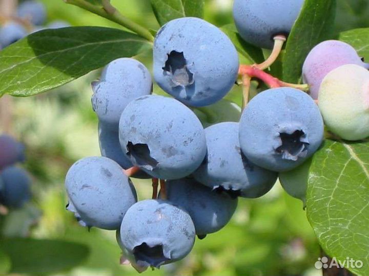 Саженцы голубики