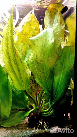 Валлиснерия гигантская и др аквариумные растения
