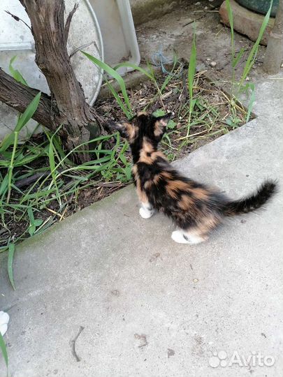 Самые лучшие котята в добрые руки привезу по кмв