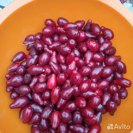 Саженцы кизила