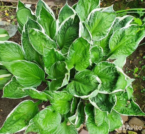 Хоста растение