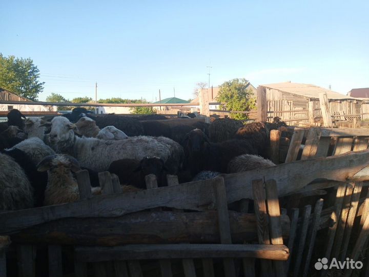 Продаётся крс, сельхоз техника