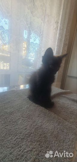 Донской сфинкс