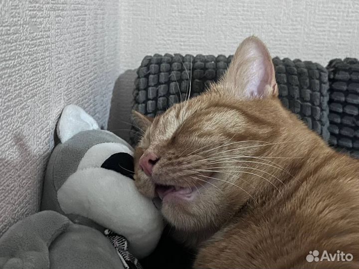 Рыжий кот