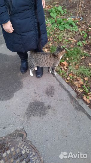 Васятка ласковый котик