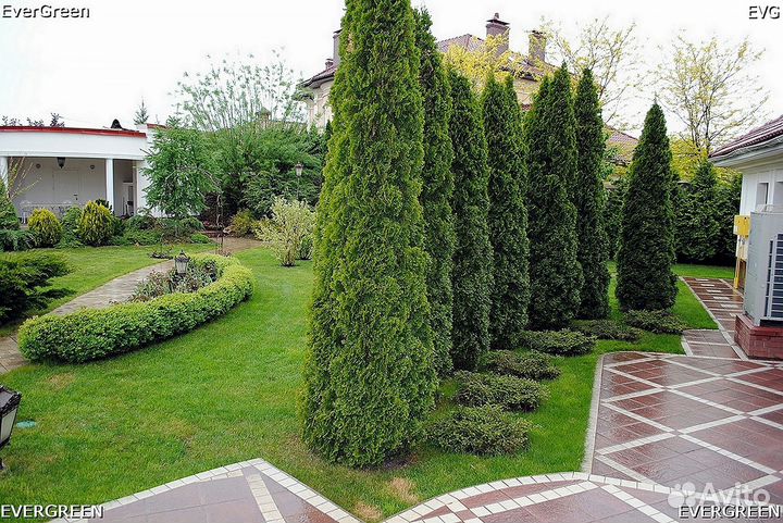 Туи премиум