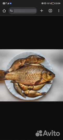 Карась (живец)