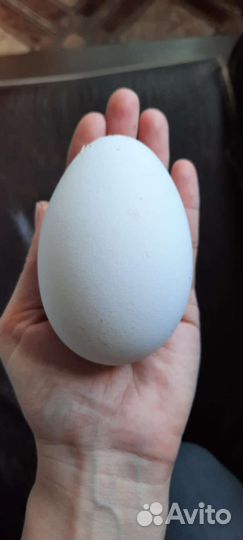 Яйцо гусиное домашнее
