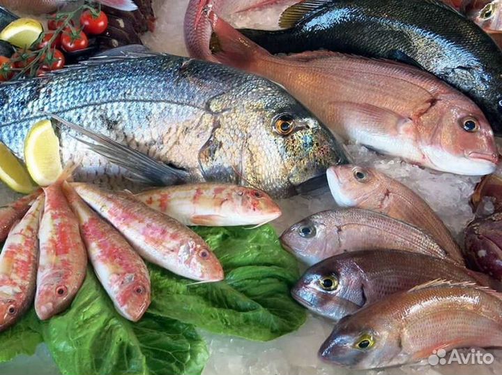 Готовый рыбный бизнес с поставщиками