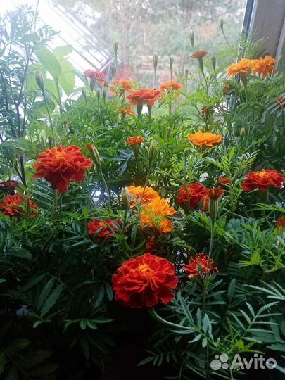 Рассада бархатцы