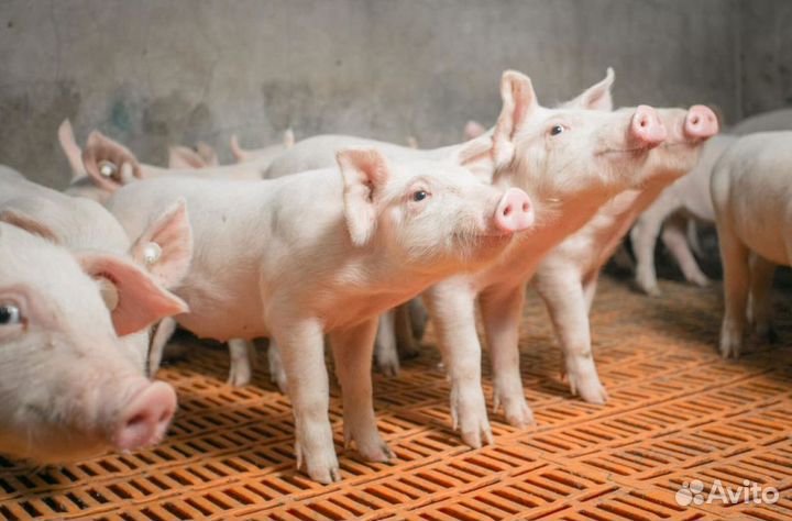 Подсобный рабочий (свинокомплекс). Вахта