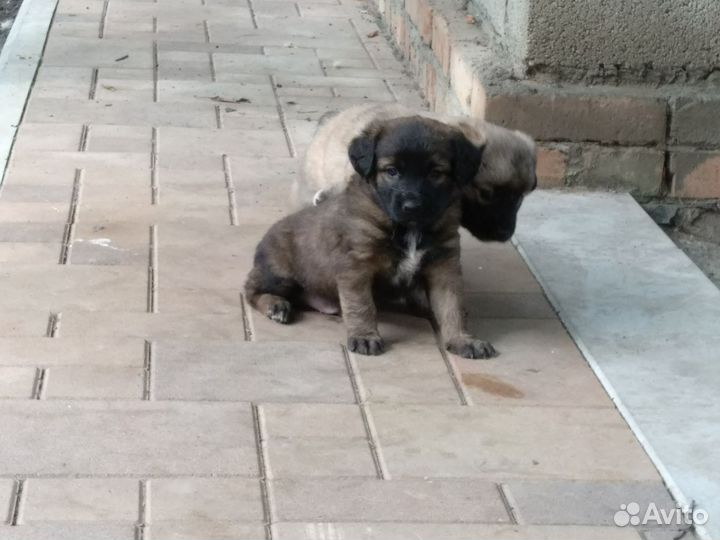 Щенки (мальчик и девочка) только в добрые руки