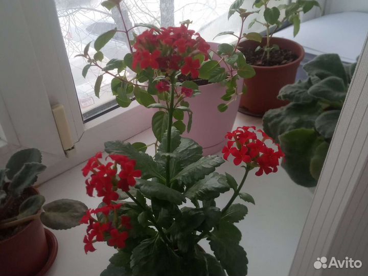 Каланхоэ