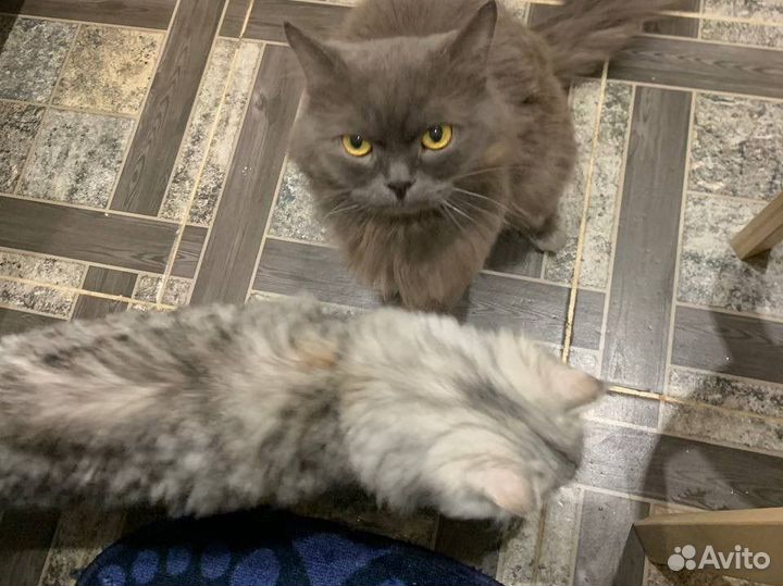 Кот кошка