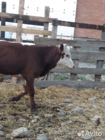 Бычки калмычки