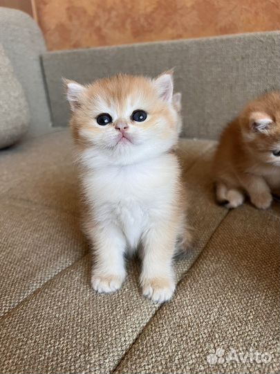 Британские золотые шиншиллы