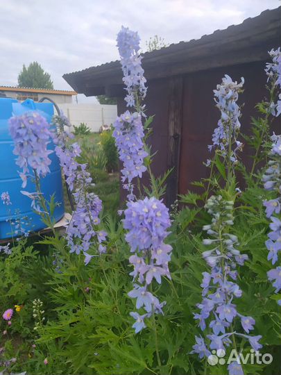 Дельфиниум голубой и фиолетовый