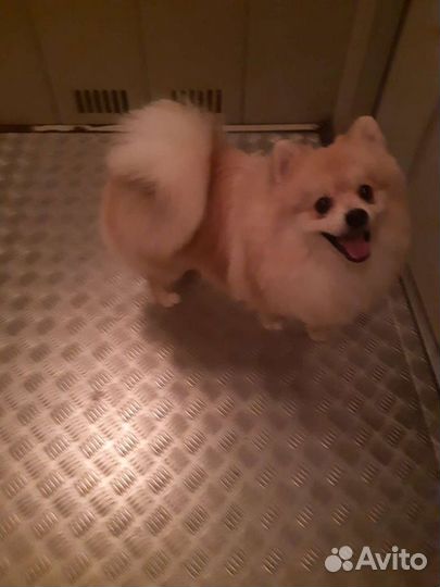 Вязка. Шпиц мальчик