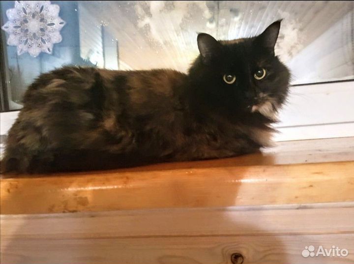Кошки в добрые руки бесплатно