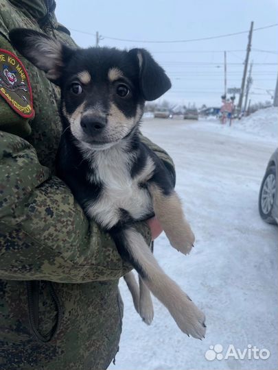 Собака щенок в дар бесплатно