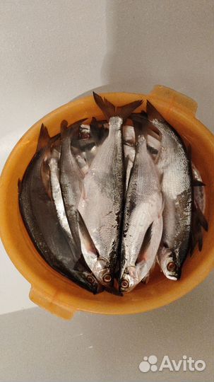 Вяленая чехонь рыба слабый посол.Авито доставка