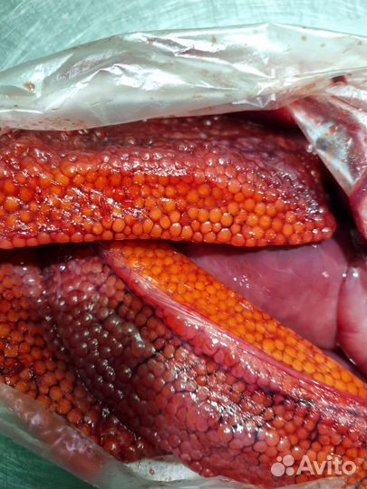 Рыба красная чавыча