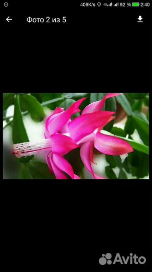 Кактусы и Декабрист- шлюмбергера,фуксия