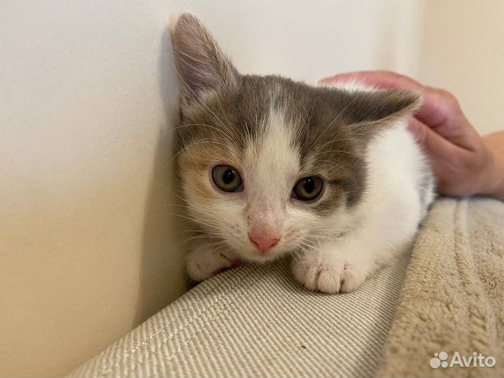 Кошка в добрые руки