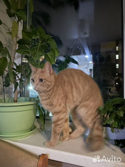 Кошка рыжая котенок