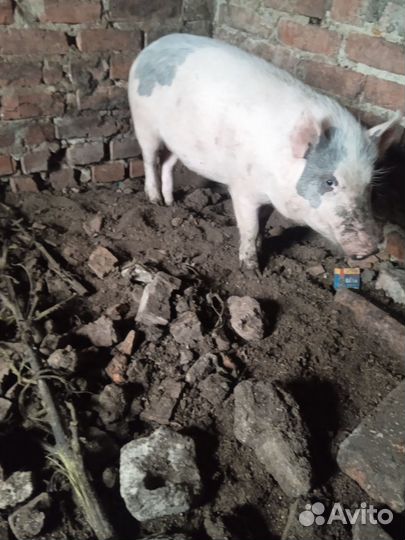 Свиноматка.; Поросенок