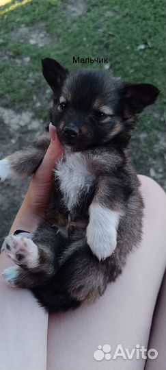 Щенки маленьких пород