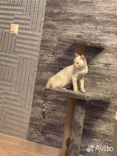 Бенгальский кот