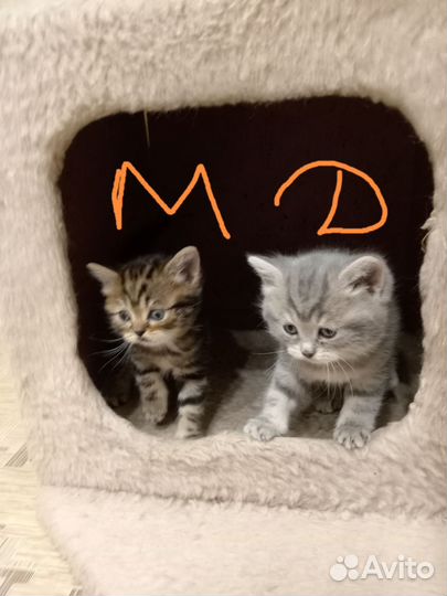 Шотландские котята