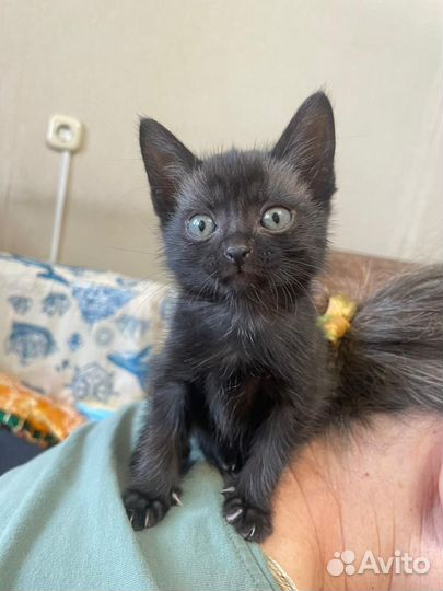 Кот в добрые руки